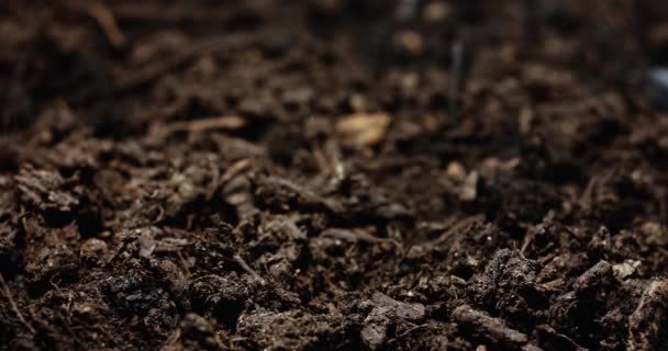 Nature Timelapse Büyüleyici Orman Büyümesi Tiny Seed Den Filizlenme — Stok video