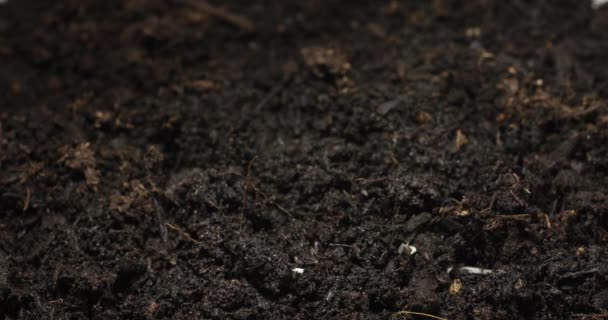 Topraktan Karpuza Çekici Tohum Yetiştirme Hızı Yüksek Kalite Görüntü — Stok video