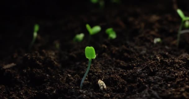 種子発芽のマクロ的な時間経過と開花植物の成長を混乱させる 高品質4K映像 — ストック動画