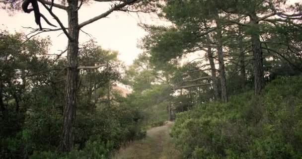 一个松树森林景观的背景视频 美丽的老树在一个神奇的森林与远足的小径 高质量的4K镜头 — 图库视频影像