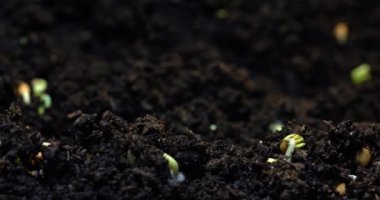 Yerden filizlenen bir bitki ve doğada görünen bir bitki. Çiftçilik, sebze yetiştirme ve tarım. Yüksek kalite 4k görüntü