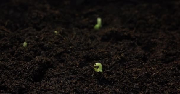 Размножение Выращивание Огуречной Плантации Семян Проростков Природе Изучение Овощеводства Сельского — стоковое видео