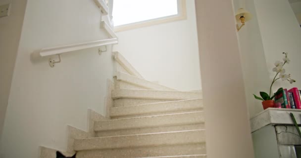 Лапы Движении Радостные Моменты Бегущего Лестнице Доме Собаки Высококачественные Кадры — стоковое видео