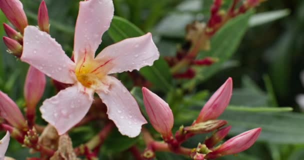 Doğa Senfonisi Yağmurla Öpülen Pembe Çiçeklerin Huzurlu Anları Yeşillik Bahçede — Stok video