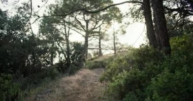 Çam ormanının büyülü ve güzel doğasının arka plan videosu. Güzel bir manzarası olan el değmemiş güneş doğası. Yüksek kalite 4k görüntü