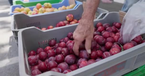 Close Frutas Ameixa Deitado Uma Exposição Mercado Frutos Frescos Campos — Vídeo de Stock