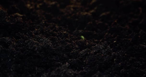 Размножение Выращивание Растения Семян Проростков Природе Изучение Овощеводства Сельского Хозяйства — стоковое видео