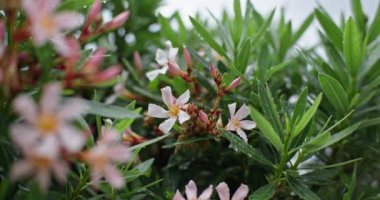 Yağmurdan Sonra Yağmurla Yıkanmış Pembe Çiçekler ve Parıldayan Yağmur Damlaları Adorning Lush Garden Yeşillikleri. Yüksek kalite 4k görüntü