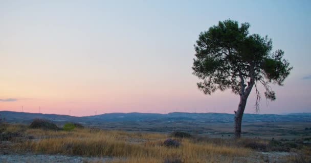 Pozadí Videa Osamělého Stromu Při Západu Slunce Krásné Krajině Nedotčená — Stock video