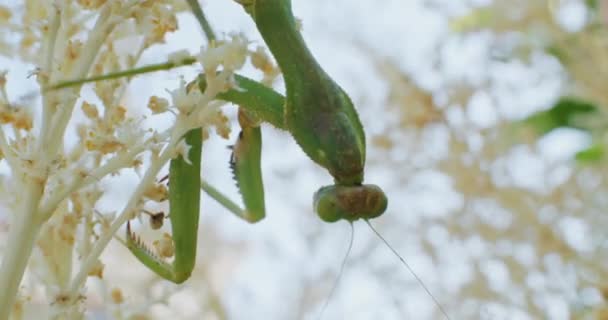 Slow Motion Närbild Bedjande Mantis Sitter Gren Insekternas Liv Naturen — Stockvideo