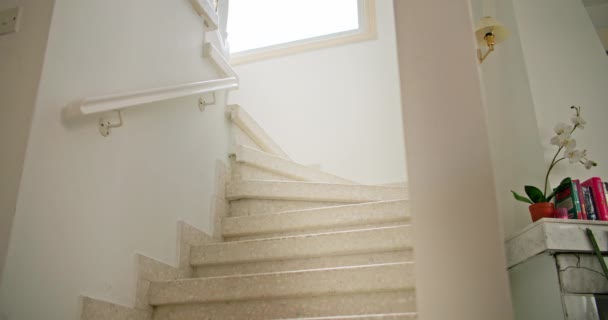 Stairway Dash 家の階段を上ったり下ったりするエネルギー的な犬 高品質4K映像 — ストック動画