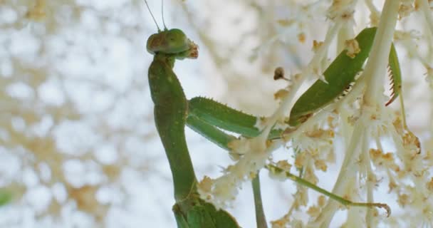 慢镜头 一个正在祈祷的螳螂动物坐在树枝上 昆虫的自然本能和栖息地 高质量的4K镜头 — 图库视频影像