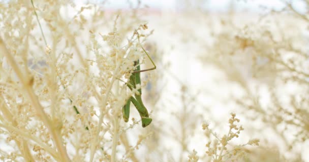 Natures Marvel Capturing Intricate Life Praying Mantis Stunning Macro Inglês — Vídeo de Stock