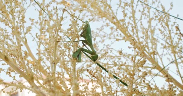 Närbild Möte Bevittna Skönheten Bedjande Mantis Gren Högkvalitativ Film — Stockvideo