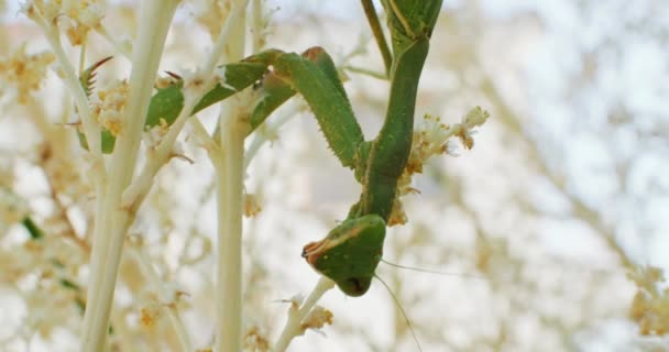 Vídeo Cámara Lenta Insecto Mantis Religiosa Sentado Una Rama Vida — Vídeo de stock