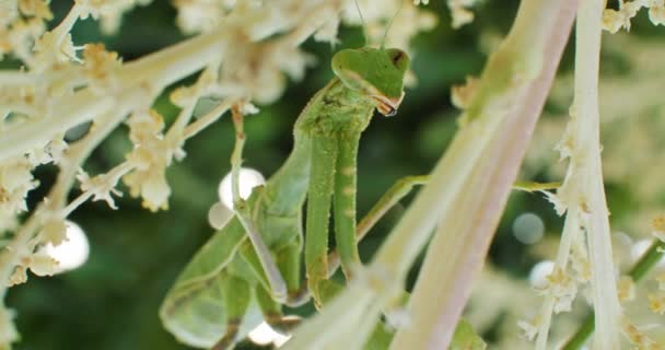 Långsam Rörelse Närbild Video Bedjande Mantis Insekt Sitter Gren Jakt — Stockvideo