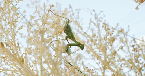 Närbild Makro Video Bedjande Mantis Sitter Gren Insekternas Liv Det — Stockvideo