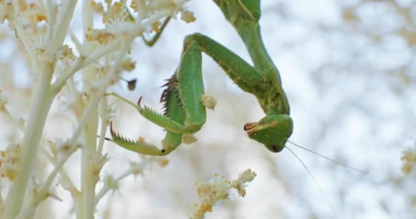Incredible Insects Mesmerizing Life Praying Mantis Close Inglés Imágenes Alta — Vídeos de Stock