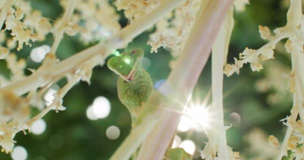 Secrets Wild Inmersive Macro Journey Life Praying Mantis Inglés Imágenes — Vídeos de Stock