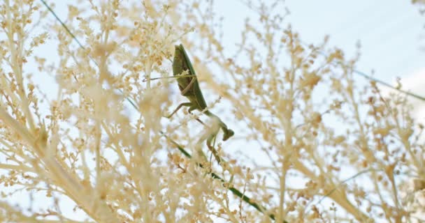 Magnificent Macro Close Glimpse Praying Mantis Perched Branch Inglês Imagens — Vídeo de Stock