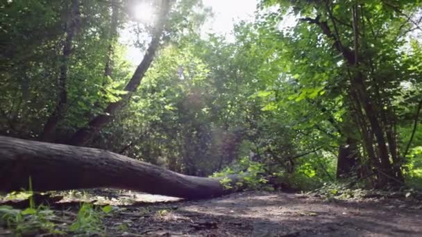 Belle Femme Faisant Jogging Dans Forêt Une Fille Court Sautant — Video