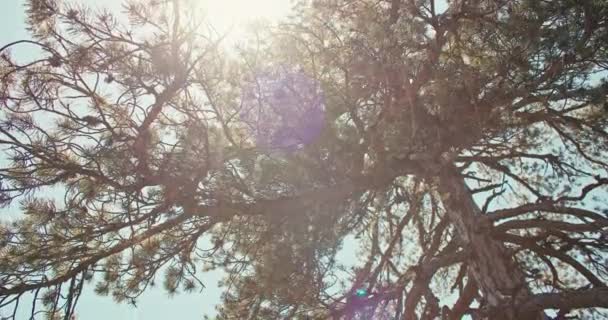 Ormanda Güneşin Altında Bir Çam Ağacının Arka Plan Videosu Dağlardaki — Stok video