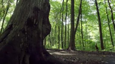 Parkta koşan şişman güzel bir kız. Bir kadın koşar, spor yapar, spor yapar, zayıflar, aktif bir yaşam tarzı. Yüksek kalite 4k görüntü