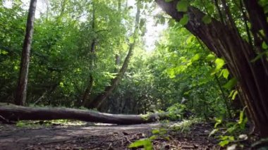 Nature Fitness Haven: Büyük Boy Koşucu Orman Yolu Kilo Verme ve Aktif Yaşamı Kucaklıyor. Yüksek kalite 4k görüntü