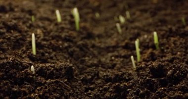 Macro Time-lapse: Topraktan Çimen Tohumu Yetiştirme Hareketi. Yüksek kalite 4k görüntü
