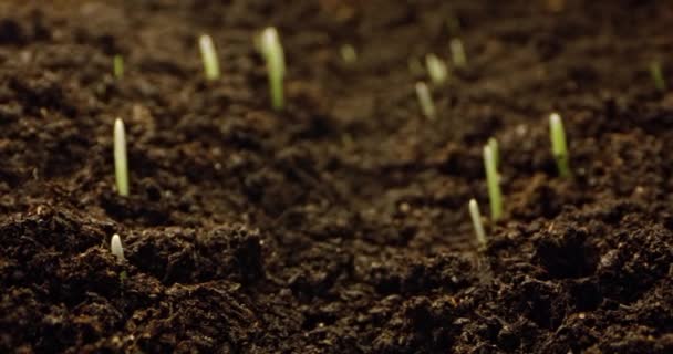 Macro Time Lapse Dynamic Forward Motion Grass Seed Germination Soil — Stock Video