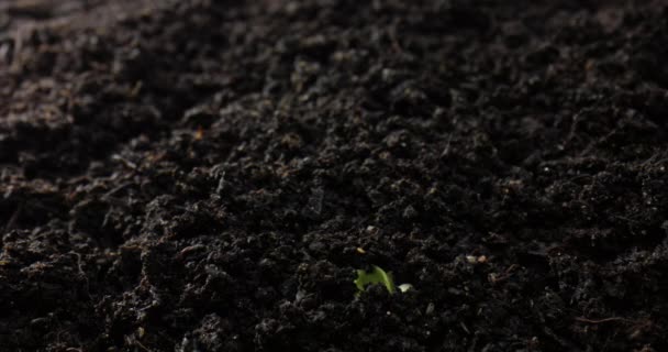 时间差生长 从萌芽到新生植物 高质量的4K镜头 — 图库视频影像