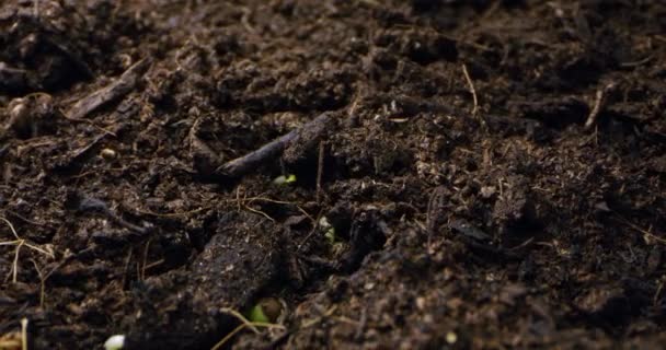 Macro Timelapse Germination Seeds Earth Dengan Camera Movement Rekaman Berkualitas — Stok Video