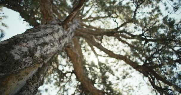 背景视频特写的树皮在森林的松树上 美丽的自然 迷人的风景 高质量的4K镜头 — 图库视频影像