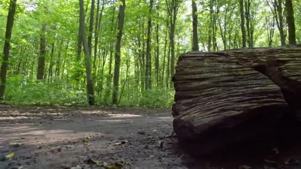 Course Rajeunissement Dans Parc Fille Jouissant Remise Forme Milieu Splendeur — Video