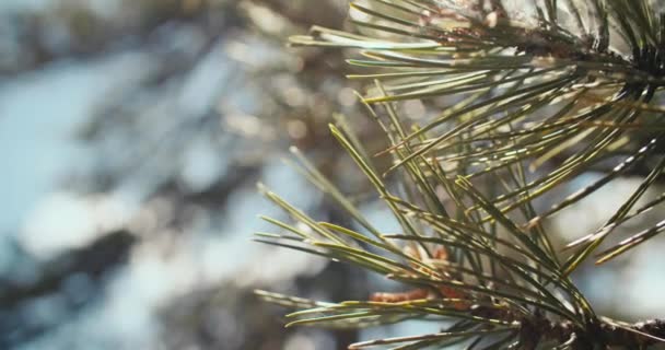 バックグラウンドビデオは 日光に針が付いている松の枝のクローズアップ 高品質の4K映像 — ストック動画