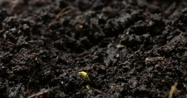 Lapso Tempo Sementes Legumes Que Crescem Brotam Chão Planta Sozinha — Vídeo de Stock