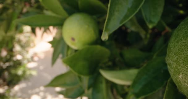 Detailní Záběr Pomerančů Rostoucích Stromě Zahradě Doma Pěstování Agroproduktů Citrusových — Stock video