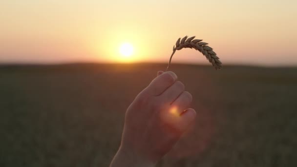 Närbild Ett Veteöra Händerna Vid Solnedgången Begreppet Bröd Åkrar Högkvalitativ — Stockvideo
