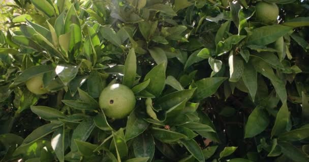 Canlı Citrus Büyümesi Portakalların Resim Tarlalarında Olgunlaşmasının Çarpıcı Yakın Plan — Stok video