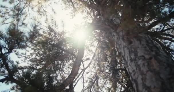 Серен Сосновий Ліс Коридори Поглинаюче Природне Відео Прістін Вудленд Шляхів — стокове відео