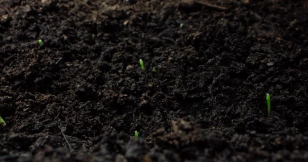 Timelapse Journey Seeds Sprouts Born Growth Plants Kiváló Minőségű Felvételek — Stock videók