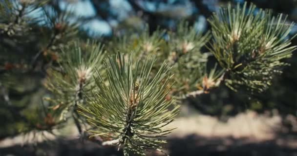 Vidéo Fond Gros Plan Une Branche Pin Dans Forêt Belle — Video