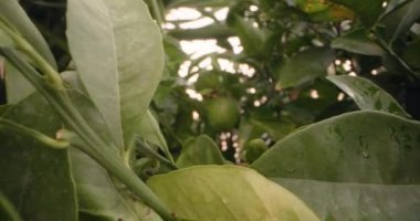 Tarım bahçelerinde limonlu narenciye yetiştiriliyor. Ağaç arkası videosunda meyve yetişiyor. Yüksek kalite 4k görüntü