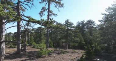 Olimpos Dağı 'nın havadan görünüşü. Dağların ve ormanların güzel manzarası ve çam adası. Yüksek kalite 4k görüntü