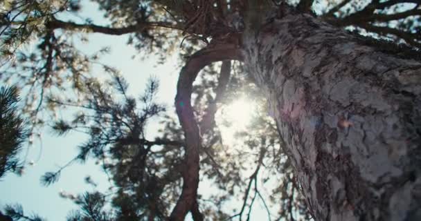 Tranquil Pine Forest Pathways Cinematic Footage Van Ongerepte Natuur Schoonheid — Stockvideo