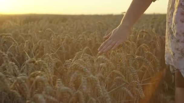 在田里 一个女人的手摸麦穗的特写 在农田里种植谷物是农民的苦差事 高质量的4K镜头 — 图库视频影像
