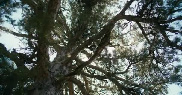 Majestic Pine Grove Retreat Captivating Footage Unspoiled Forest Passages Inglés — Vídeos de Stock