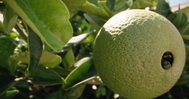 Maduración Naranjas Imágenes Cerca Frutas Cítricas Madurando Hermoso Árbol Huerto — Vídeos de Stock