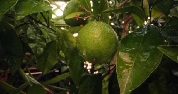 Vibrant Citrus Orchard Close View Ripening Oranges Agro Farm High — Stock Video