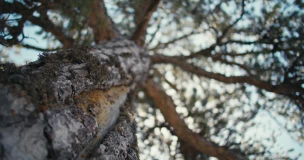 Wilderness Wonderland Breathtaking Video Serene Pine Corridors Woods Inglês Imagens — Vídeo de Stock